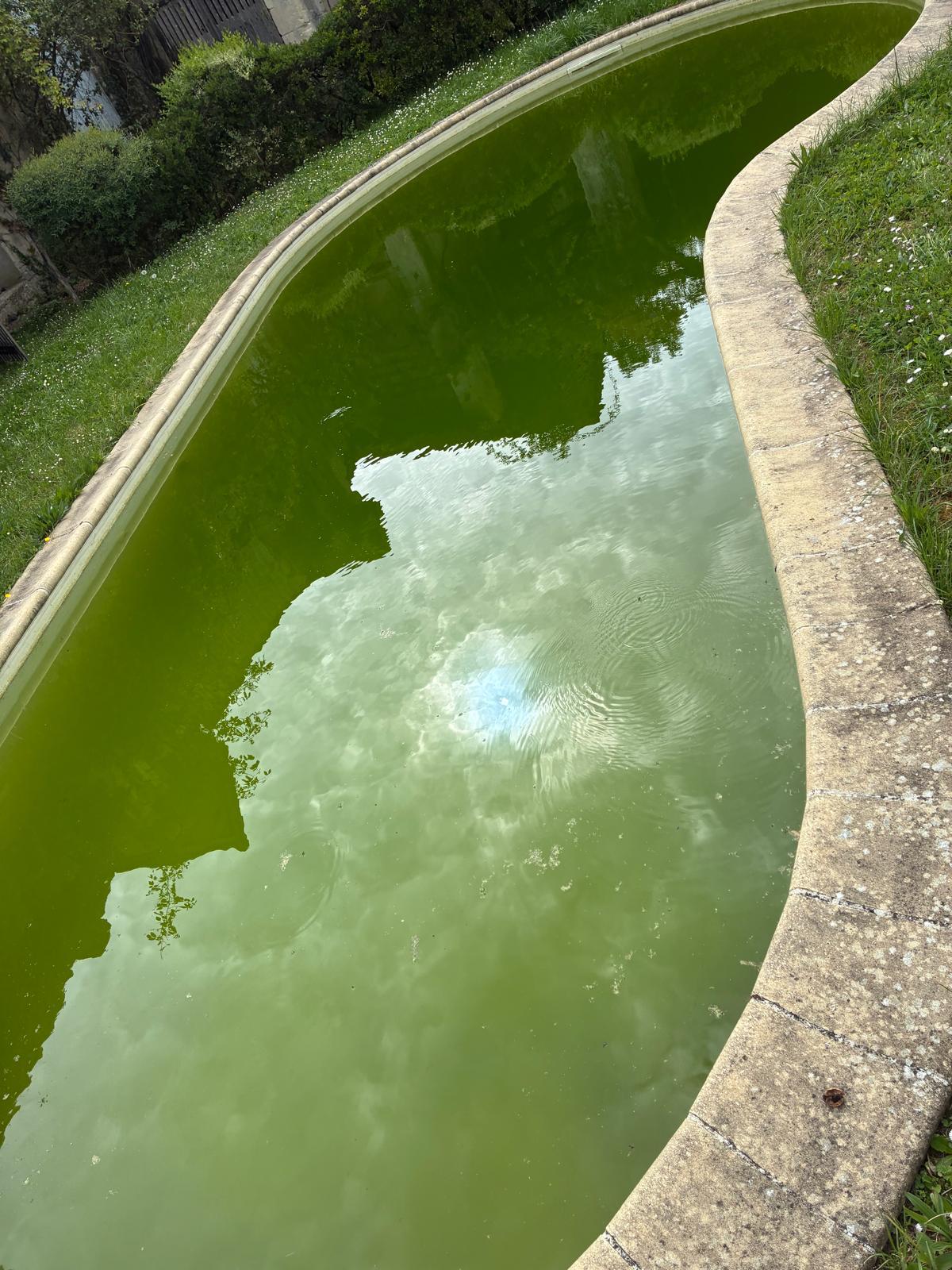 Piscine avant intervention — eau verte